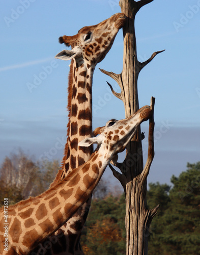 Photography giraffe in the savannah