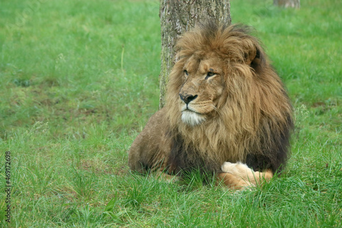 Fototapeta Naklejka Na Ścianę i Meble -  lion in the grass