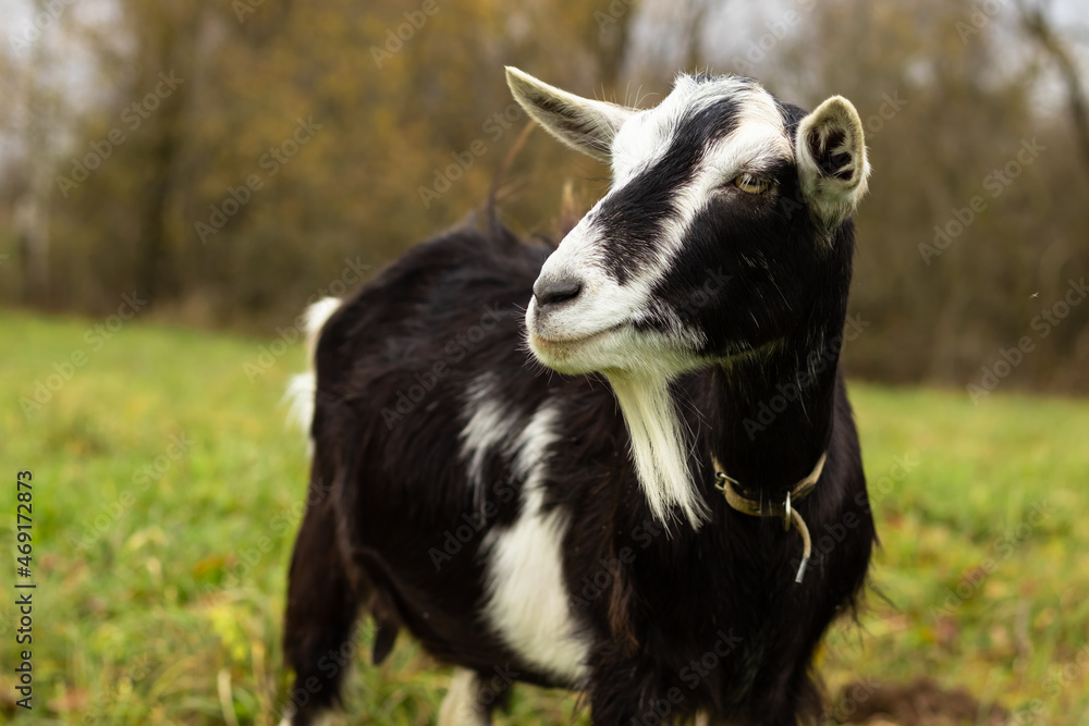 a black-and-white wool goat grazes on a pasture, the concept of agriculture.goat's milk a black-and-white wool goat grazes on a pasture, the concept of agriculture.goat's milk