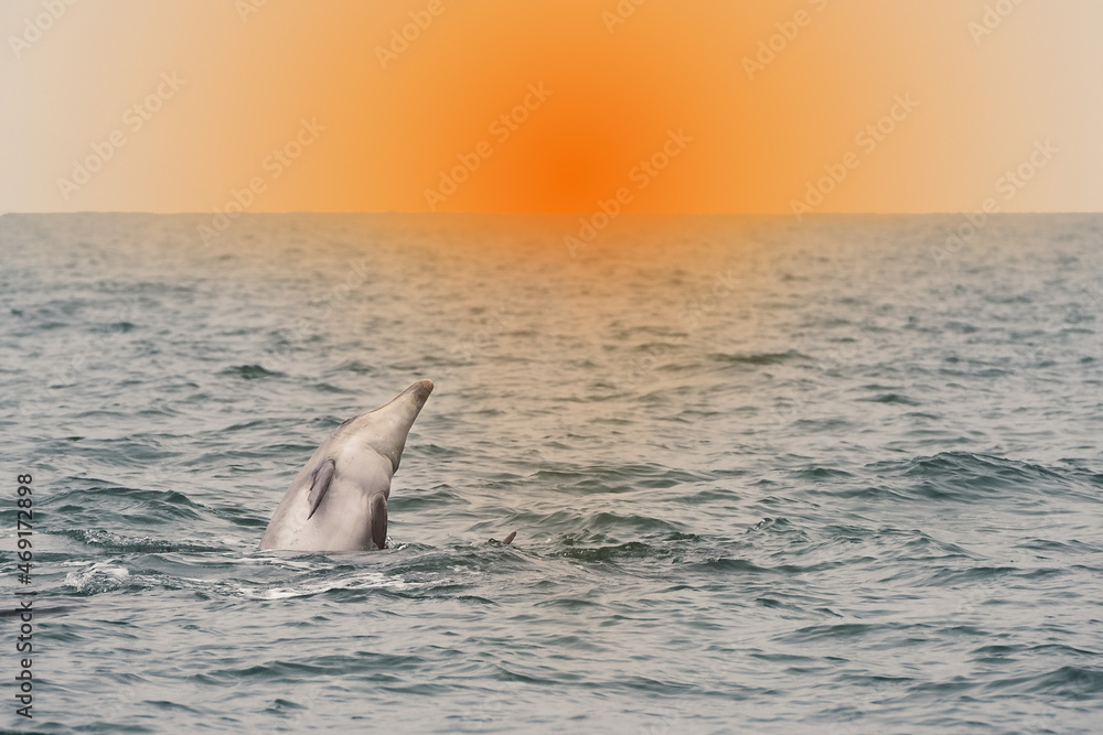 Naklejka premium Dolphin in the sunset