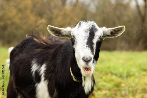 a black-and-white wool goat grazes on a pasture, the concept of agriculture.goat's milk © KATSIARYNA PALTARACH