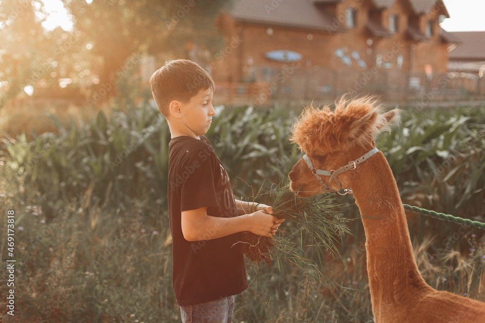 Funny moment of acquaintance of teenage boy with cute charming alpaca . Agricultural industry. Agrotourism. Concept of using natural materials. Beautiful animals. Children's holidays.