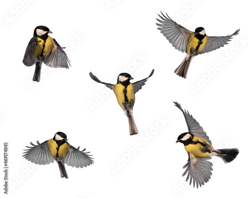 set of bird tits in flight on a white isolated background