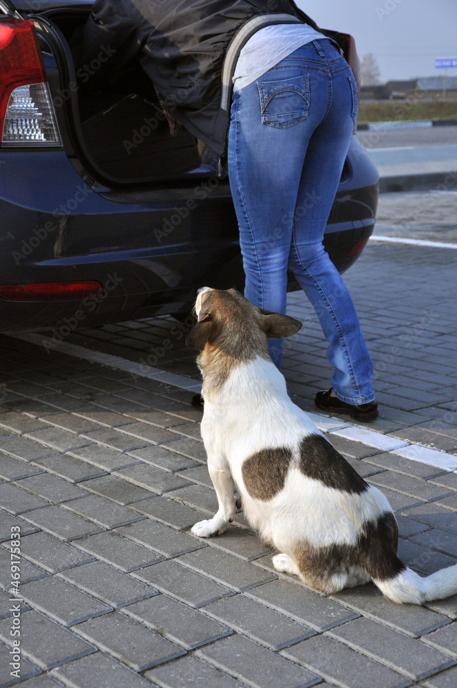 A yard dog asks for food from passing transport drivers. Homeless, abandoned animals