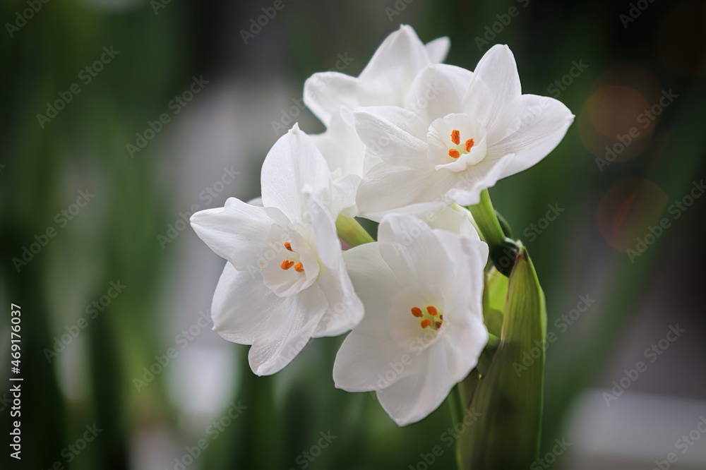 Closeup of paper white narcissus flowers blooming Closeup of paper white narcissus flowers blooming