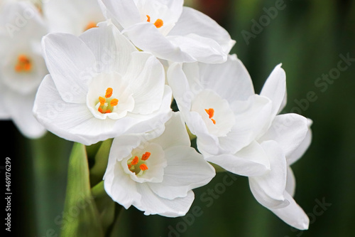 Canvas Print Macro photo of white and yellow narcissus flowers