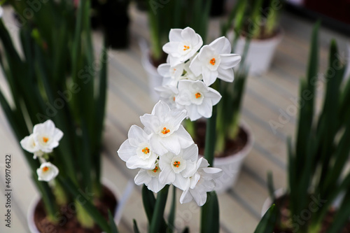 Background of paper white narcissus flowers in blossom
