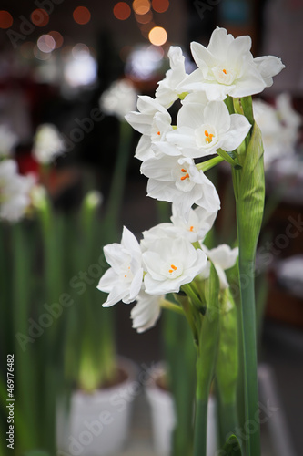 Vertical photo of paper white narcissus flowers