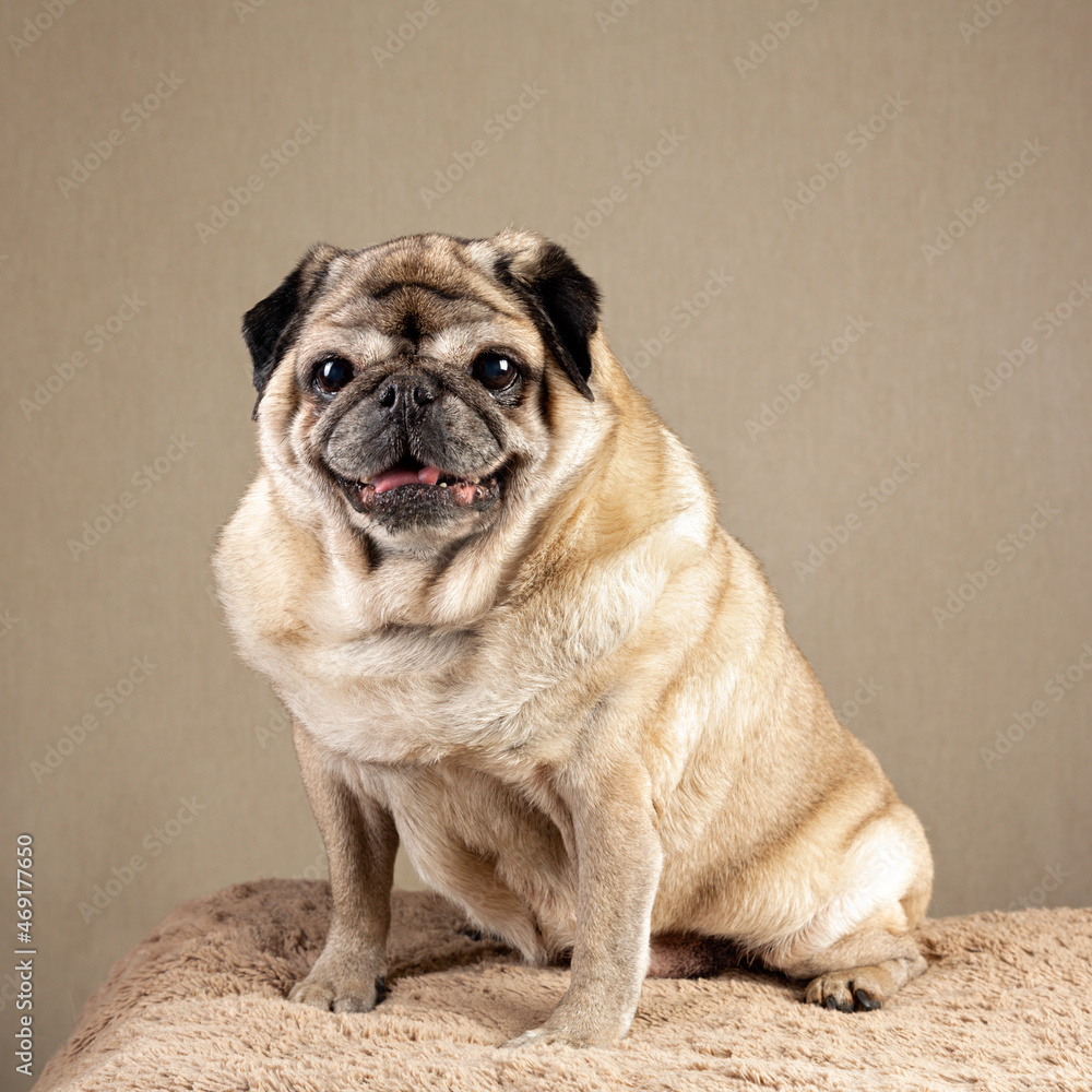 Cute senior beige pug sitting on a soft pad and looking at the camera. High quality photo