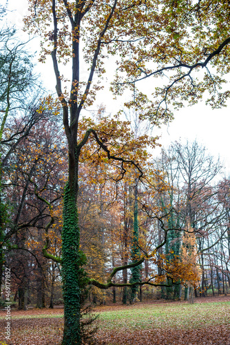 Autumn colored trees in the park