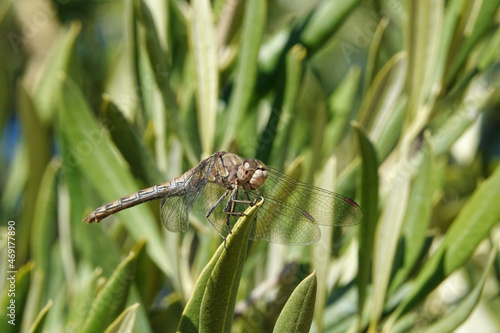 dragonfly on a olive branch