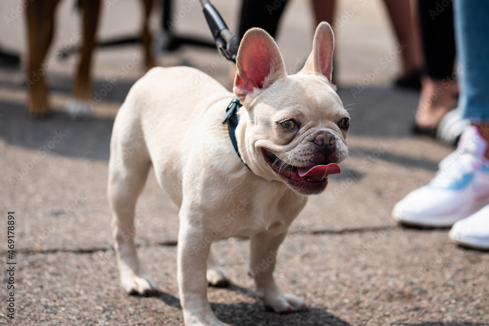 Rare white french bull dog on a leash