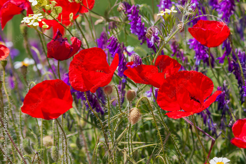Obraz premium poppies in the field