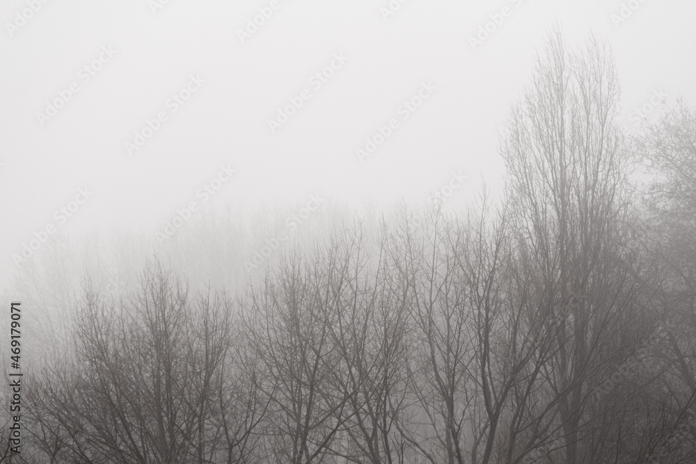 Bare trees in the morning mist Bare trees in the morning mist