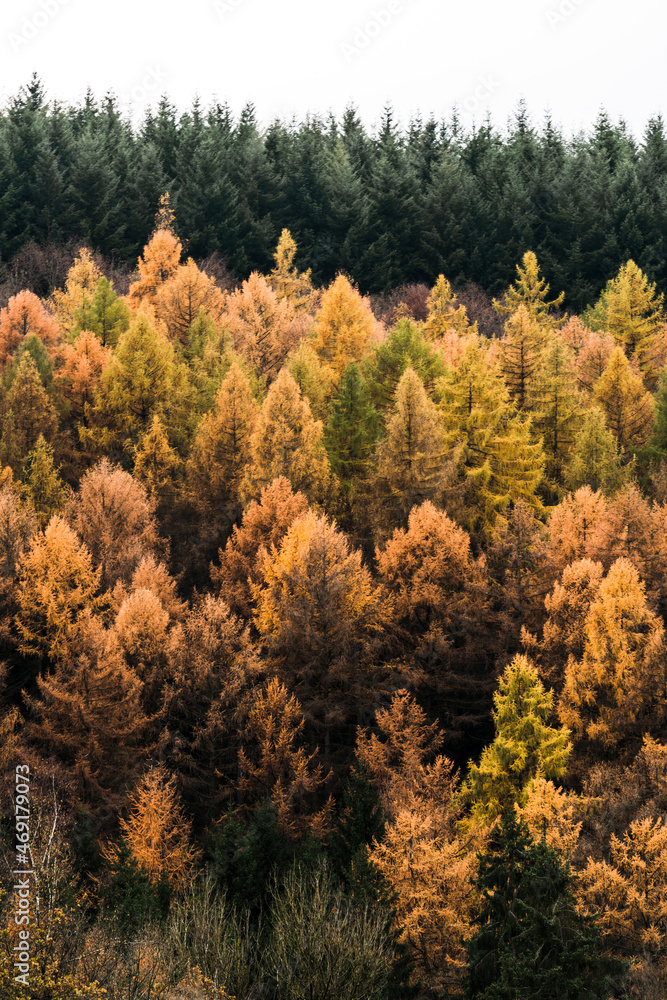 Herbstliche Stimmung im Wald, Goldener Herbst, Wälder, Wald, Indian Summer