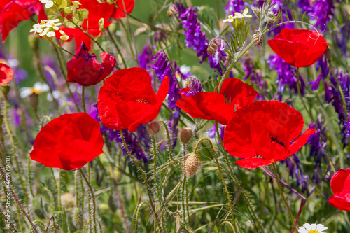 poppies in the field