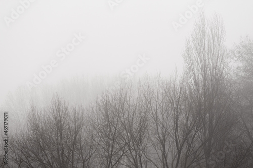 Bare trees in the morning mist