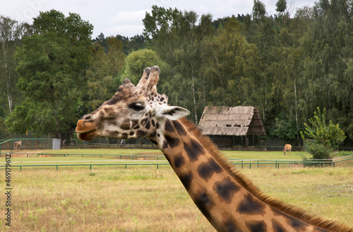 Giraffe in Gdansk town. Poland