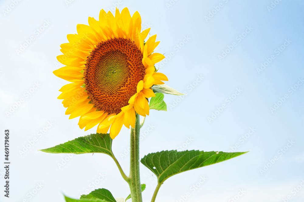 Sunflower flower on blue sky background. High quality photo Sunflower flower on blue sky background. High quality photo