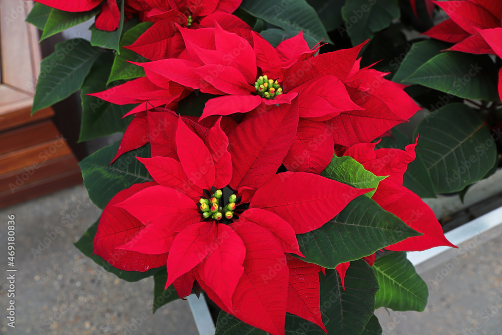 Brightly colored red leafed poinsettias for sale
