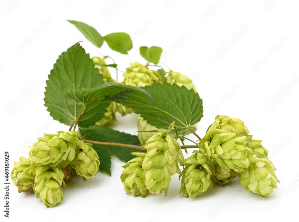 Green fresh hop. Green fresh hop.