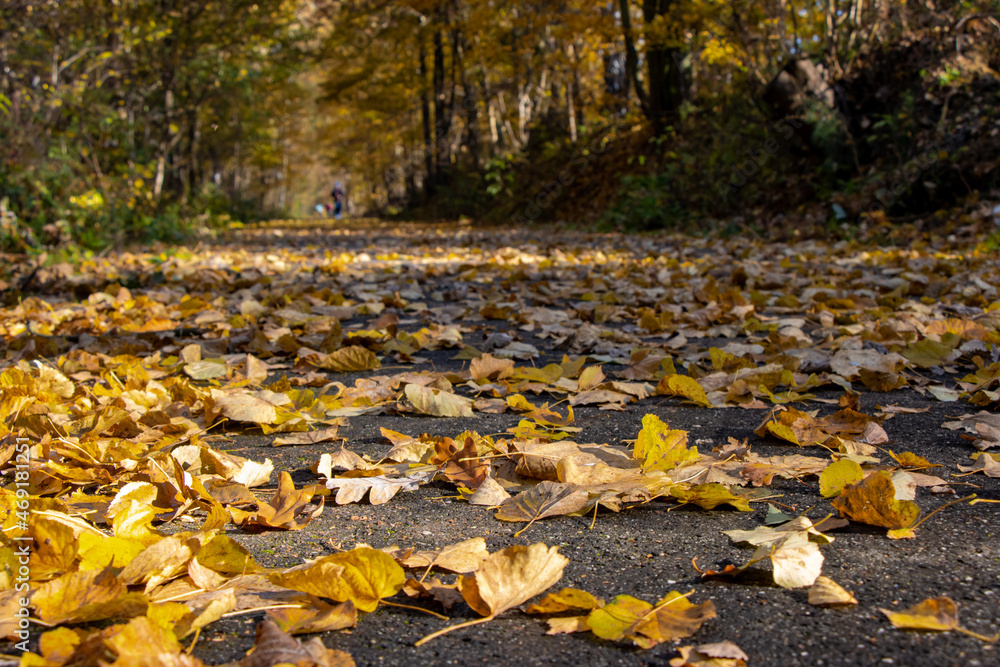 Fallen leaves lie on the path in autumn nature.