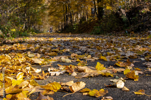 Fallen leaves lie on the path in autumn nature.