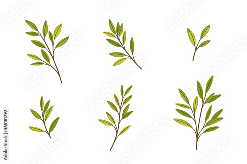 Set of green branches with leaves. Flat vector illustration.