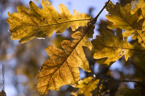 autumn oak leaves in the park