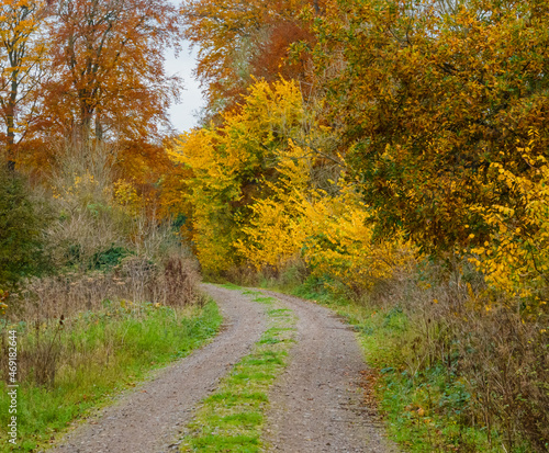 an autumnal track glowing with gold, yellow and copper leaves