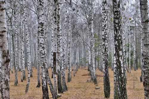 Fototapeta Naklejka Na Ścianę i Meble -  Birch forest in deep autumn