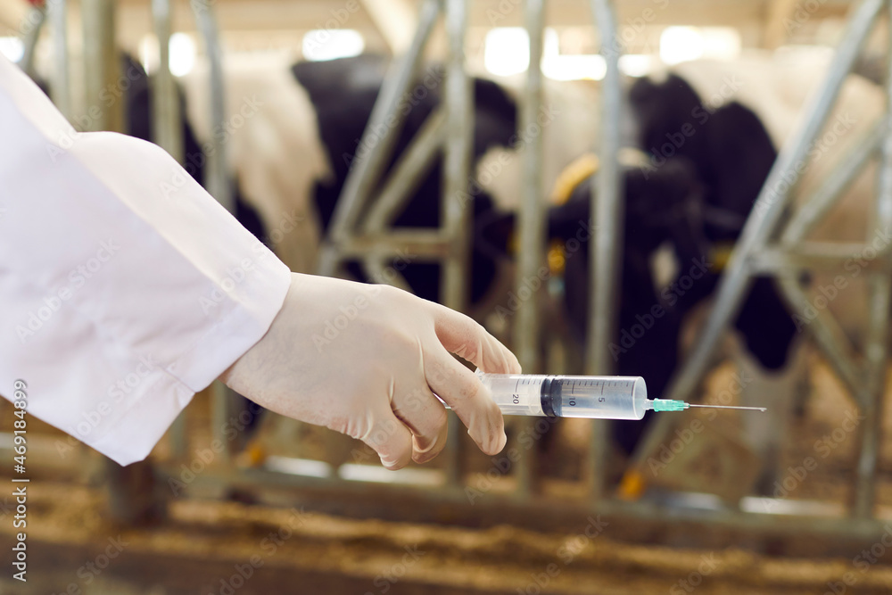 Obraz premium Closeup of livestock veterinarian's hand in white medical rubber glove holding syringe with cattle medication or vaccine for cows. Concept of prevention of mad cow infectious disease on animal farm