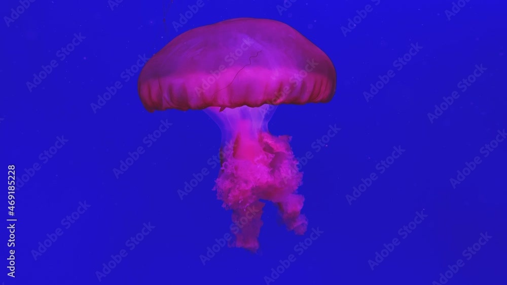 Jellyfish swimming in blue water. Chrysaora pacifica Jellyfish swimming in blue water. Chrysaora pacifica