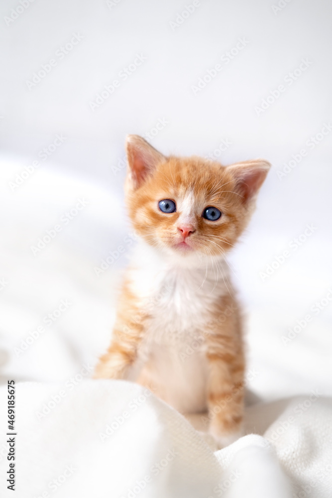  Portrait cute striped red ginger kitten with big eyes lying on white bed at home. kitty looking at camera. Concept of happy adorable cat pets.