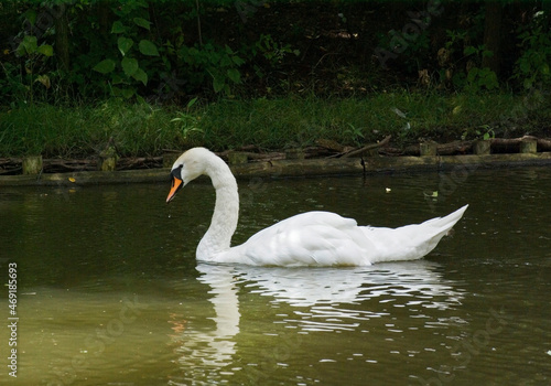 Swan in Lazienki Park. Warsaw. Poland