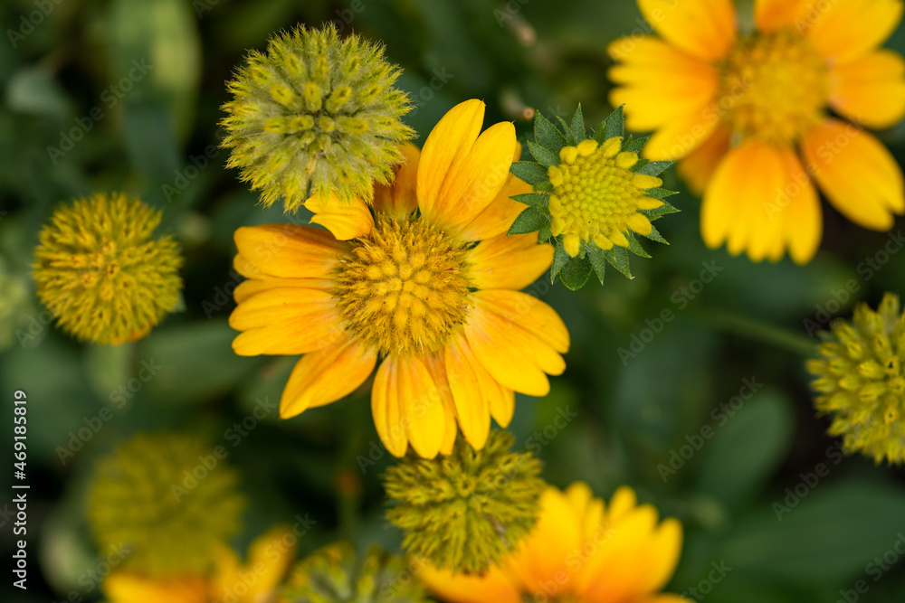 bright abstract blurred floral background of yellow flowers. High quality photo bright abstract blurred floral background of yellow flowers. High quality photo