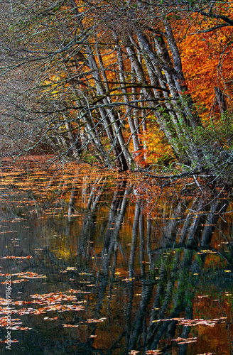 autumn leaves reflected in water