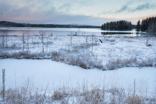 Winter landscape with frost covered trees and sedges, river Pielisjoki, Finland