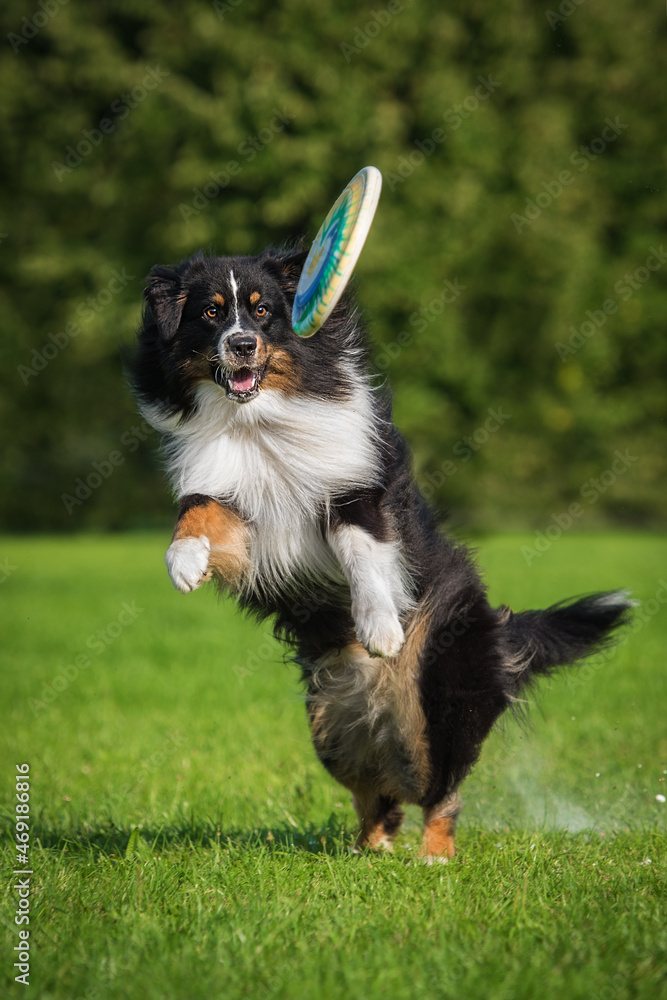 Australian shepherd frisbee best sale