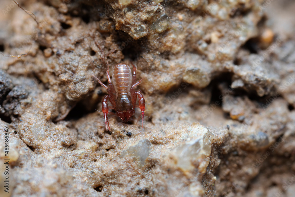 Pseudo-scorpion Chthonius on stone in close-up
