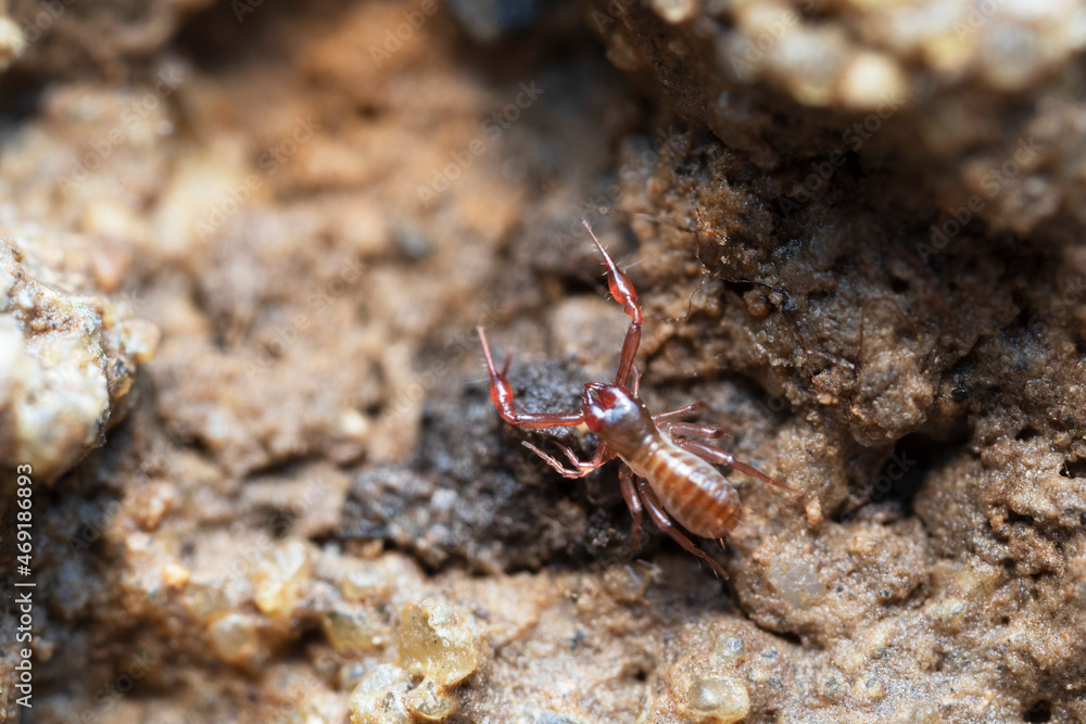 Pseudo-scorpion Chthonius on stone in close-up Pseudo-scorpion Chthonius on stone in close-up