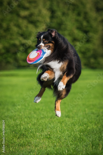 Australian shepherd dog catches flying frisbee disc in the air. Pet playing outdoors in a park.