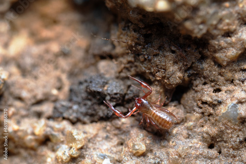 Pseudo-scorpion Chthonius on stone in close-up