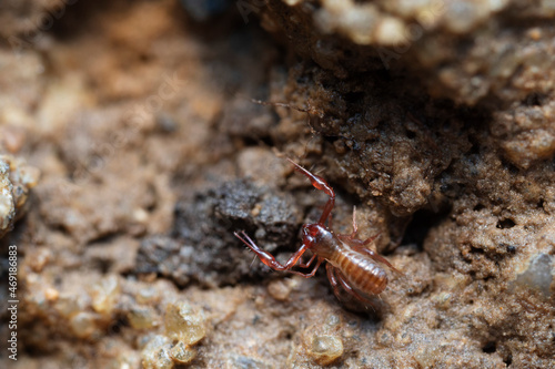 Pseudo-scorpion Chthonius on stone in close-up