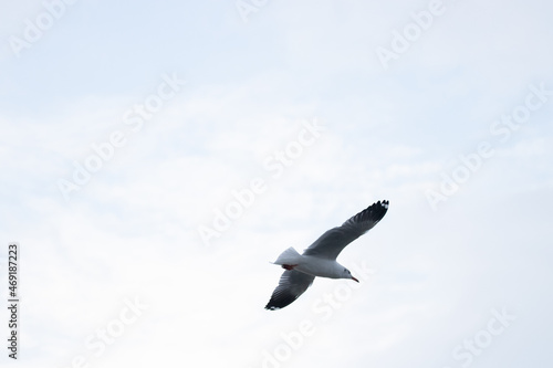 seagull in the sky