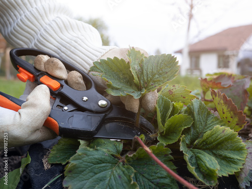 Woman gardener cut old strawberry runners and leaves with secateurs in autumn garden. Seasonal garden work and farming photo