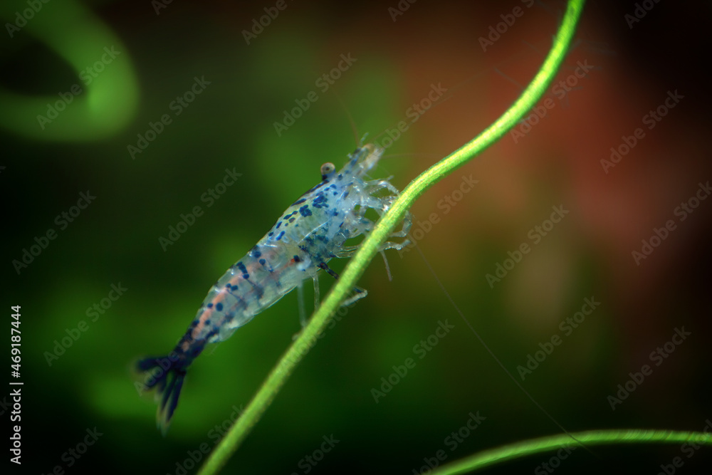 Neocaridina Freshwater Shrimp, dwarf shrimp in the aquarium. Aquascaping, aquaristic Animal macro, close up photography with a focus gradient and soft background. Neocaridina Freshwater Shrimp, dwarf shrimp in the aquarium. Aquascaping, aquaristic Animal macro, close up photography with a focus gradient and soft background.