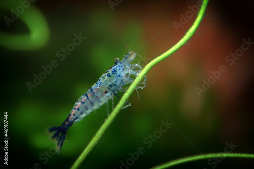 Neocaridina Freshwater Shrimp, dwarf shrimp in the aquarium. Aquascaping, aquaristic Animal macro, close up photography with a focus gradient and soft background. 