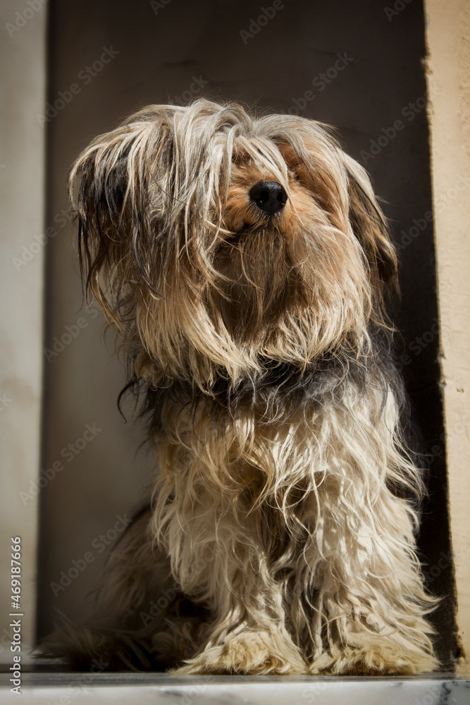 Cruce de Yorkshire Terrier con el pelo largo posando en la puerta de casa. Cruce de Yorkshire Terrier con el pelo largo posando en la puerta de casa.