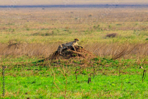 Fototapeta Naklejka Na Ścianę i Meble -  Cheetah (Acinonyx jubatus) on termite mound in savanna in Serengeti National park, Tanzania